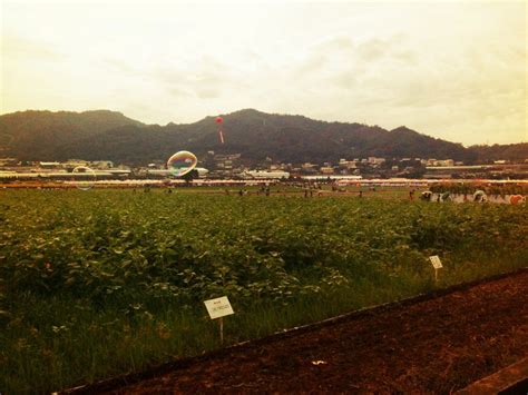 Bubbles floating in the sunflower field | 新社花海 2011/11/12 | Mulberry24 ...