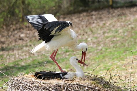 Stork Nest Young - Free photo on Pixabay - Pixabay