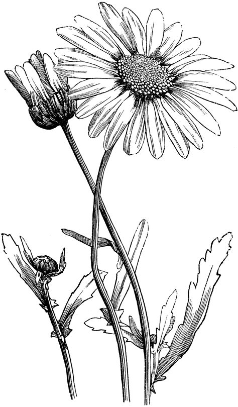 Oxeye Daisy | ClipArt ETC