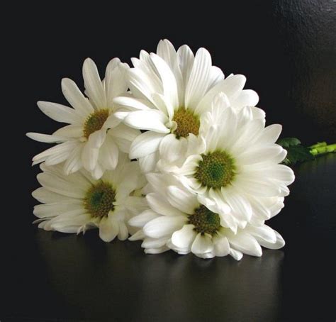 white daisy bouquet picture.jpg Hi-Res 720p HD