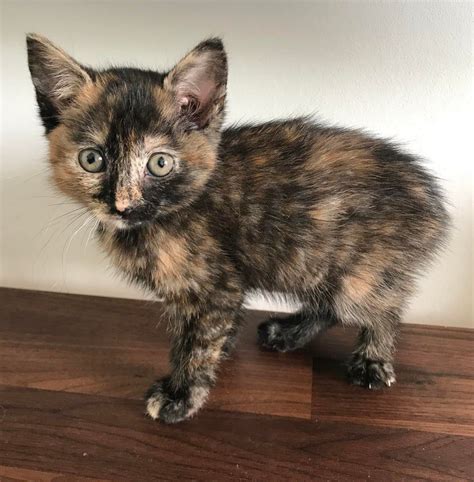 I always wanted to have a tortie! She is finally mine. : torties | Pretty cats, Beautiful cats ...