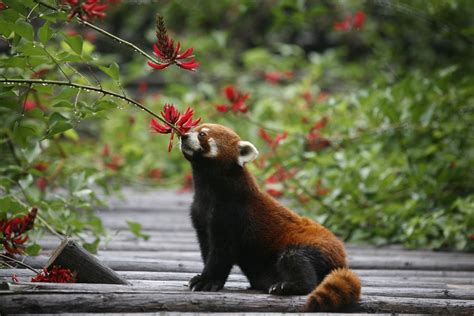 The Sichuan Giant Panda Bases and Sanctuaries - The Atlantic