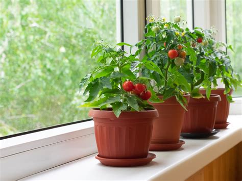 Expert Tips for Growing Tomatoes Indoors (Tomato Plant Guide)