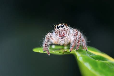 Brown Spider · Free Stock Photo