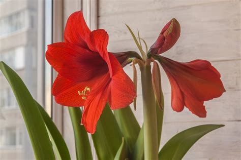 Amaryllis Flowering Time | Best Flower Site