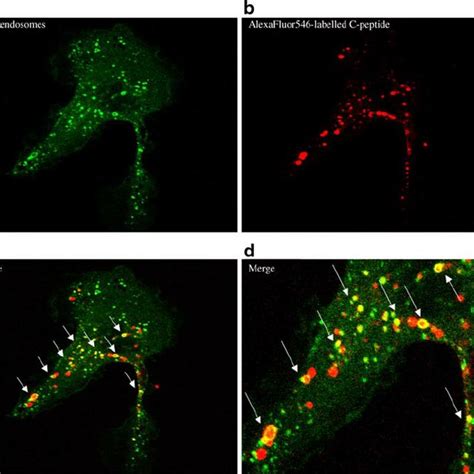 Internalised Alexa Fluor 546-labelled C-peptide co-localises with early ...