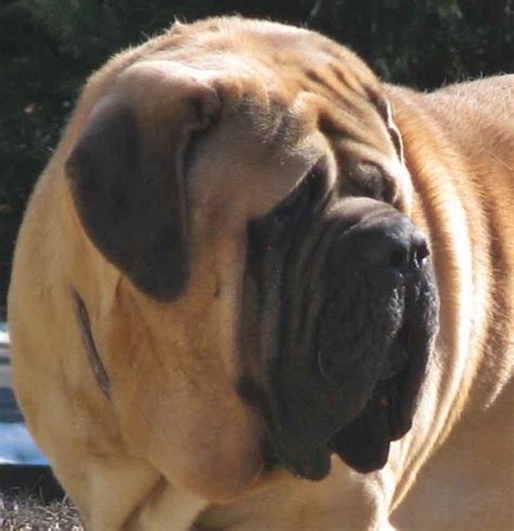 Mastiff - Old English Mastiff - Dog Breed information and images - K9RL