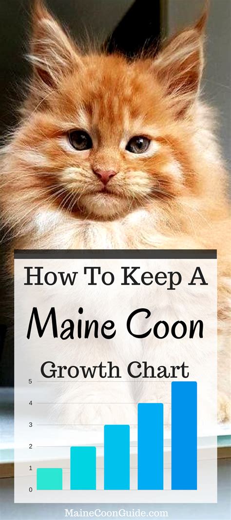 Maine Coon Kitten Growth Chart