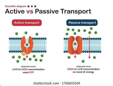 Active Transport Labeled