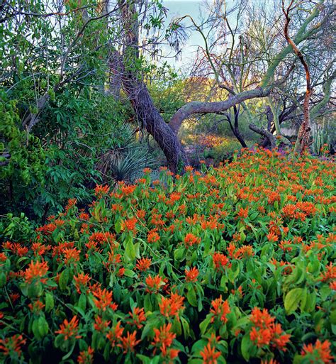 Phoenix Botanical Garden Photograph by Richard Felber - Pixels