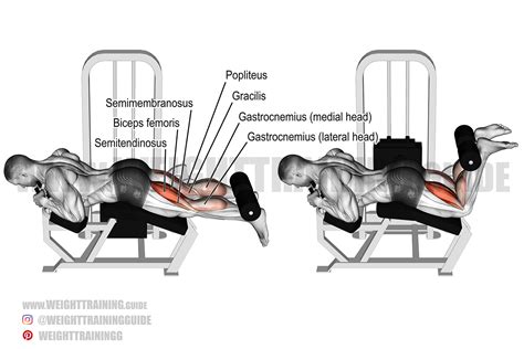 Lying leg curl exercise instructions and video | Weight Training Guide