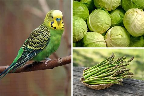 9 Vegetables That Budgies Can Eat - Bird Feeder Hub