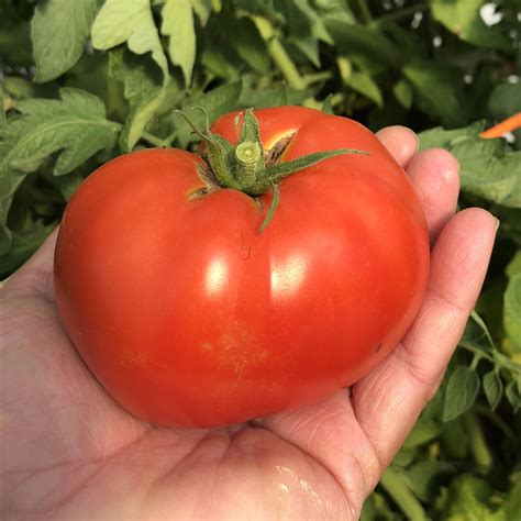 Tempting Tomatoes™ Tomato 'Garden Treasure' - Garden Crossings