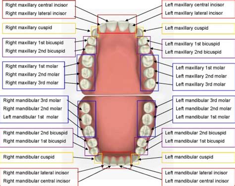 Teeth names and locations in human mouth and their functions