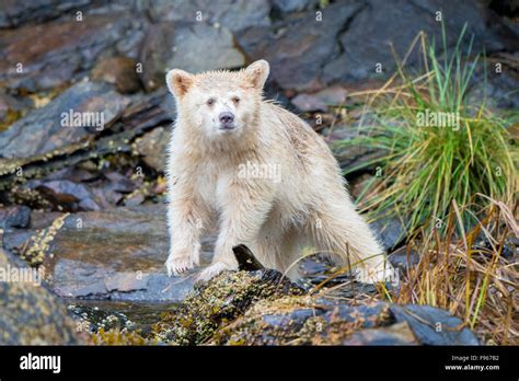 Spirit bear cub (Ursus americanus kermodei) foraging in the intertidal zone, Great Bear ...