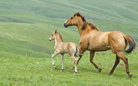 Mom and foal - Horses & Animals Background Wallpapers on Desktop Nexus ...