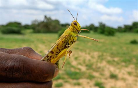 More locust swarms on way in Somalia