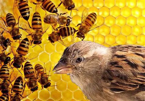 How Do Birds Eat Bees And Not Get Stung? Here's Their Secret