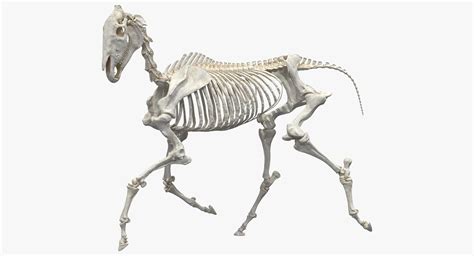 Horse Skeleton Running Pose 3D - TurboSquid 1345091