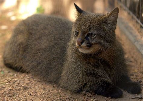 Pampas Cat.. | Cat species, Rare cats, Wild cat species