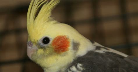 Cockatiel Snacks - Talking Cockatiels