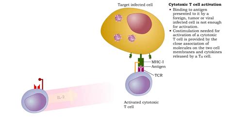 Cytotoxic T Cells Activation