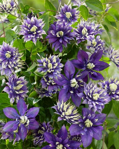 Taiga Clematis | Faller Landscape