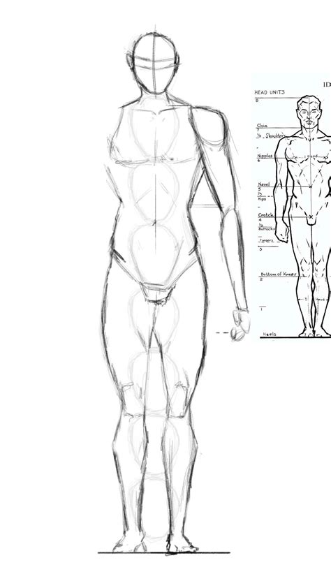 Male Anatomy Drawing Exercise by missdelarocha on DeviantArt