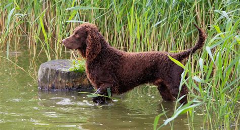 5 Things to Know About American Water Spaniels - Petful