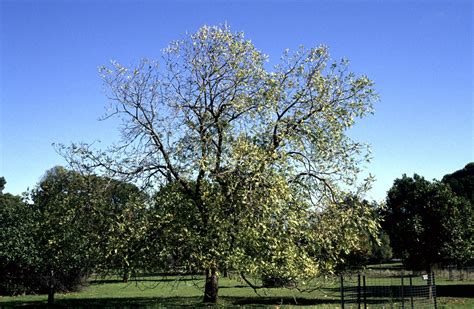 California Black Walnut | Medium Tree Seedling – SequoiaTrees.com