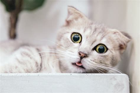 20 Cutest Cat Breeds You'll Want to Cuddle I Discerning Cat