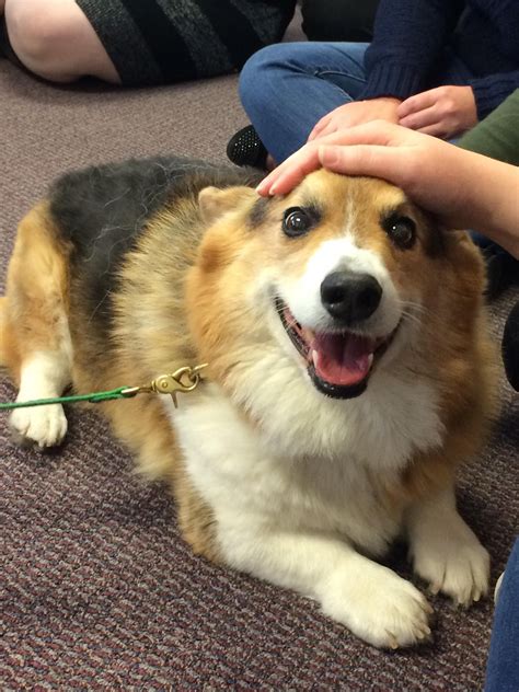 Pin by Leta Kao on Kitchen | Loaf bread, Corgi, Loaf