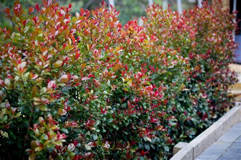 Red Flowering Hedge Plants Australia