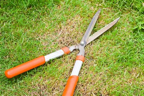 Scissors Cut The Orange Grass Stock Image - Image of knife, lawn: 26033577