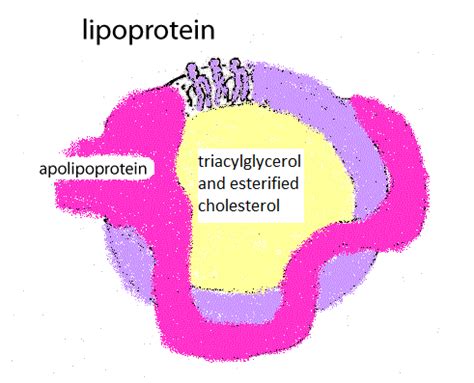 Lipoproteins Diagram | Quizlet