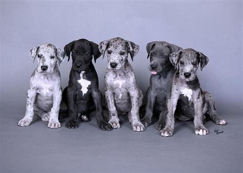 Blue Merle Great Dane Puppies Greeting Card for Sale by Heidi Marcinik