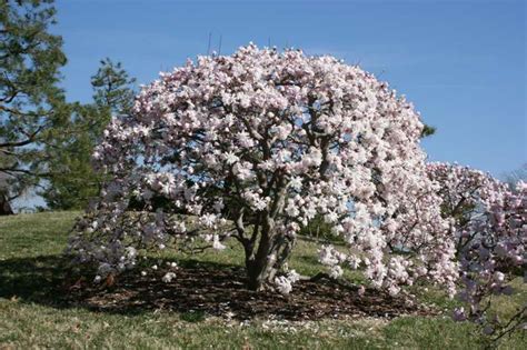 White Magnolia Tree 5GAL - Town & Country Nurseries