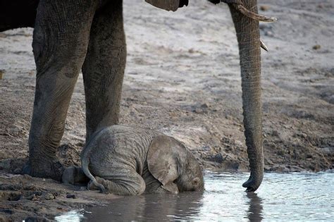 baby elephant drinking water photo | One Big Photo