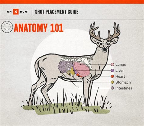 Where To Shoot a Deer: Ultimate Shot Placement Guide & Chart | onX Hunt