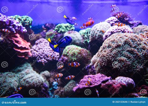 Clownfish and Blue Tang in Aquarium Stock Photo - Image of anemonefish, nemo: 263123646