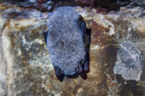 Sleeping bat in cave stock photo. Image of myotis, animals - 95338826