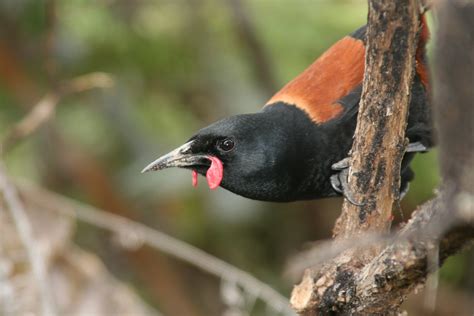 Saddleback (bird) - Wikipedia