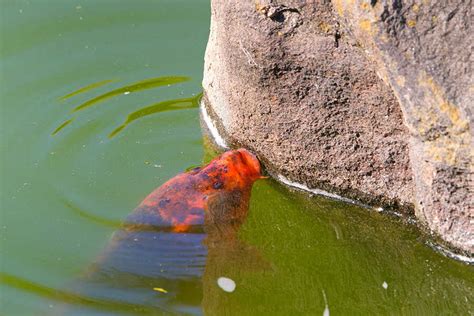 Quick Answer: Do Goldfish Eat Algae? - Native Fish