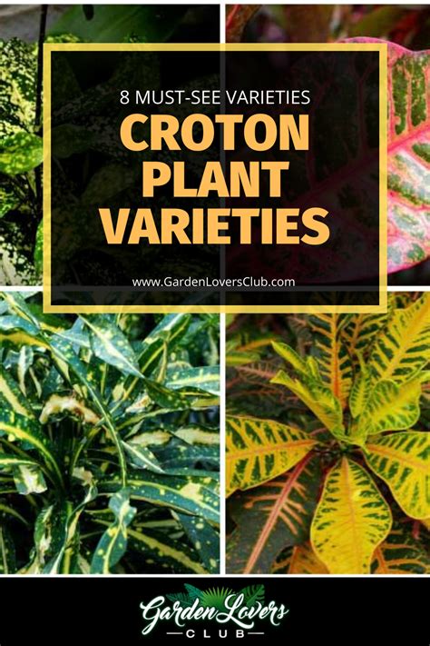 Croton Plant Varieties