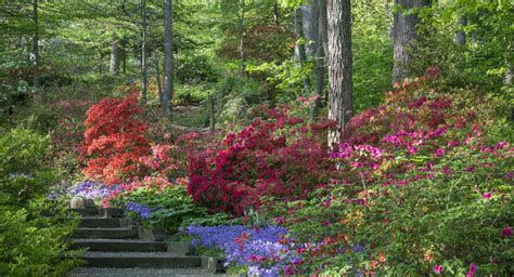 10 Best Azalea Gardens In The South