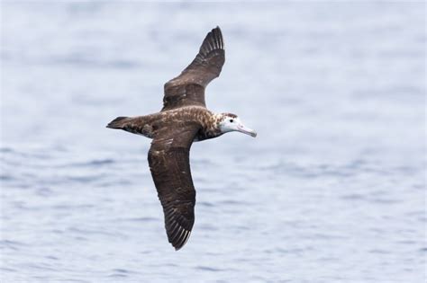 Amsterdam Albatross: Why is it Endangered?