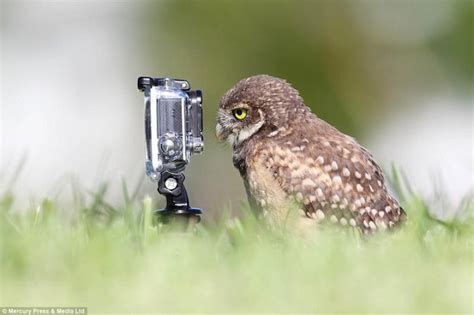 These Adorable Animals Appear to be Taking Photos With a Camera - ViewKick