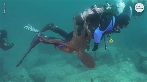 Giant octopus attacks diver in Sea of Japan