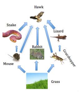 Food Web - Grasslands