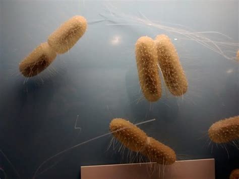 Genetically Engineered Bacteria Detect Cancer Cells - GreekReporter.com